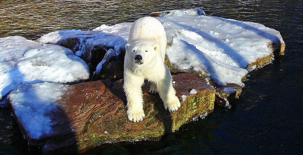 "polar bear" by Зелёный_hornet is licensed under CC BY-NC-ND 2.0