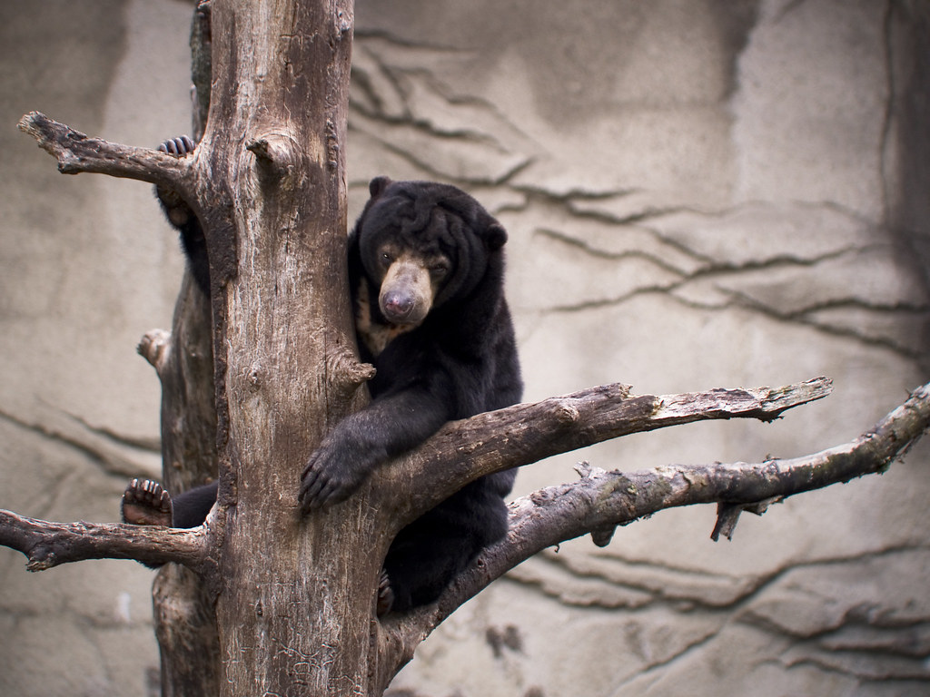 "Malaysian Sun Bear" by Tina Bell Vance is licensed under CC BY-NC-ND 2.0