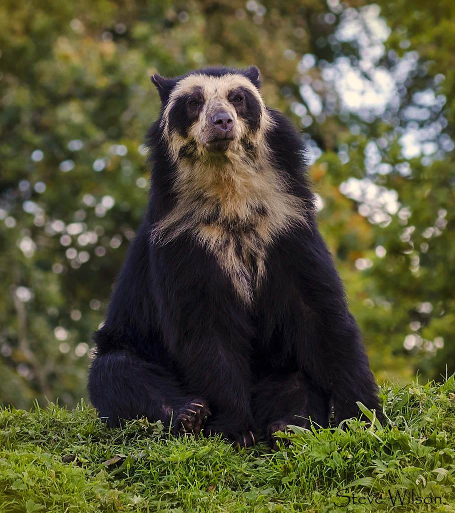 "Rare Spectacled or Andean Bear" by Steve Wilson - over 10 million views Thanks !! is licensed under CC BY 2.0