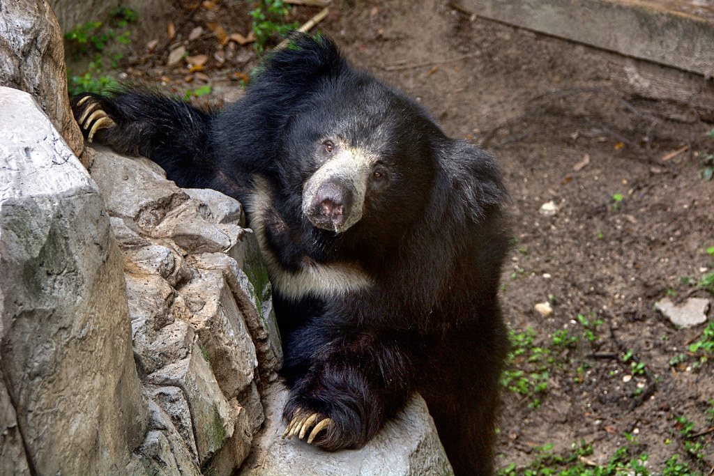 "Sloth bear, Ken" by ucumari photography is licensed under CC BY-NC-ND 2.0